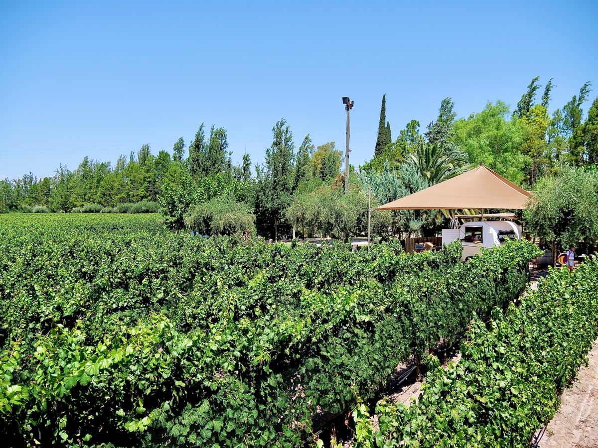 Vinos in Mendoza
