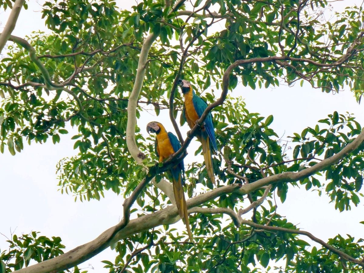 Backpackers Pocket Guide to Rurrenabaque